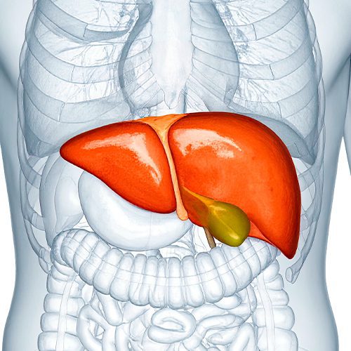 Ilustração anatômica do fígado e vesícula biliar em destaque sobre estrutura interna do corpo humano.